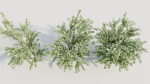 Cotoneaster francheti c