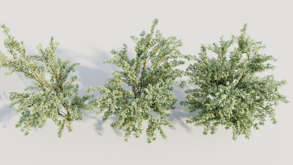Cotoneaster francheti c