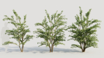 Cotoneaster francheti c
