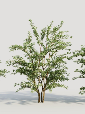 Cotoneaster francheti c