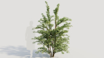 Cotoneaster francheti c