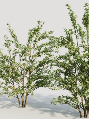 cotoneaster-francheti-c-3d-model-9a0ed6fba9