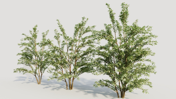 Cotoneaster francheti c
