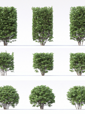 cotoneaster-lucidus-3d-model-max-fbx-mat