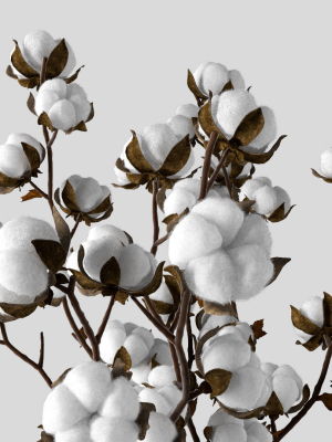 cotton-in-a-jug-3d-model-max-obj-mtl-fbx