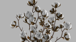 Cotton in a jug