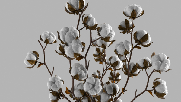 Cotton in a jug