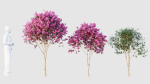 crape myrtle
