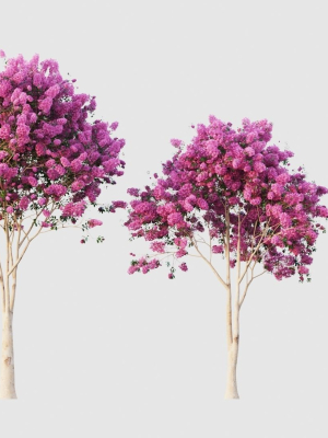crape-myrtle-3d-model-max-fbx