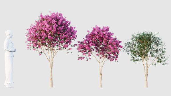 crape myrtle