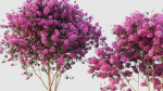 crape myrtle