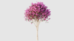 crape myrtle