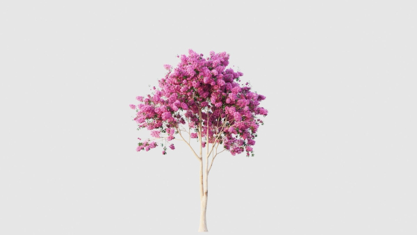 crape myrtle