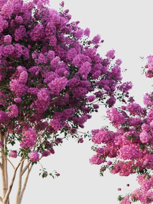 crape myrtle