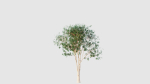 crape myrtle
