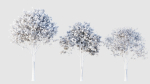 crape myrtle