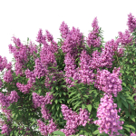 Crape myrtle No 1 with flowers