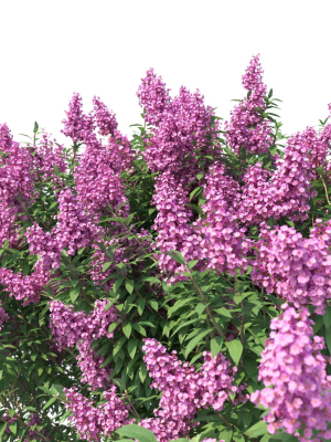 crape-myrtle-no-1-with-flowers-3d-model-max-obj-fbx