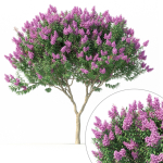 Crape myrtle No 1 with flowers