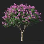 Crape myrtle No 1 with flowers