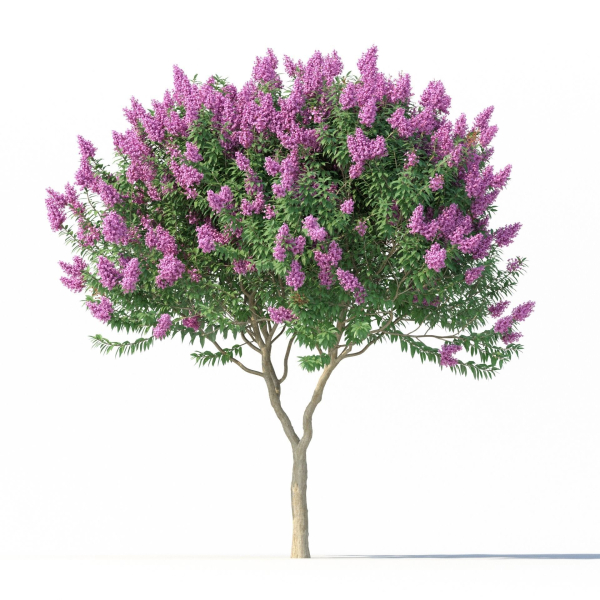 Crape myrtle No 1 with flowers