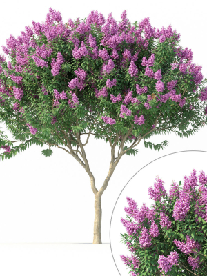 Crape myrtle No 1 with flowers