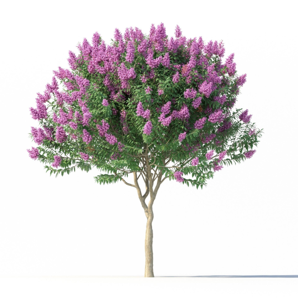 Crape myrtle No 1 with flowers