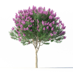 Crape myrtle No 1 with flowers