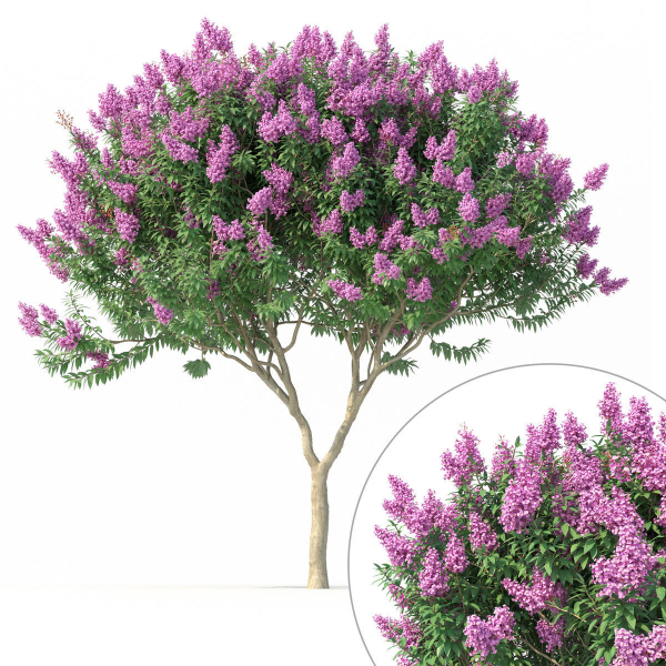 Crape myrtle No 1 with flowers