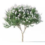 Crape myrtle No 1 with white flowers