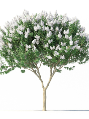 crape-myrtle-no-1-with-white-flowers-3d-model-max-obj-fbx