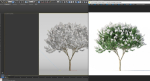 Crape myrtle No 1 with white flowers