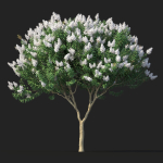 Crape myrtle No 1 with white flowers