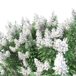 Crape myrtle No 1 with white flowers