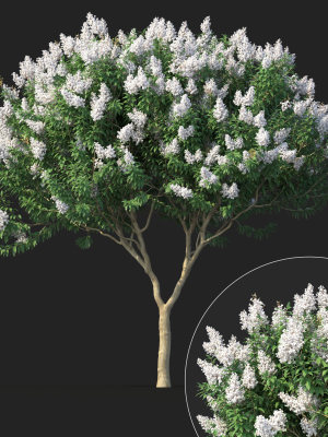 Crape myrtle No 1 with white flowers