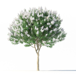 Crape myrtle No 1 with white flowers
