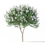 Crape myrtle No 1 with white flowers