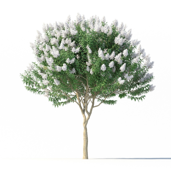 Crape myrtle No 1 with white flowers