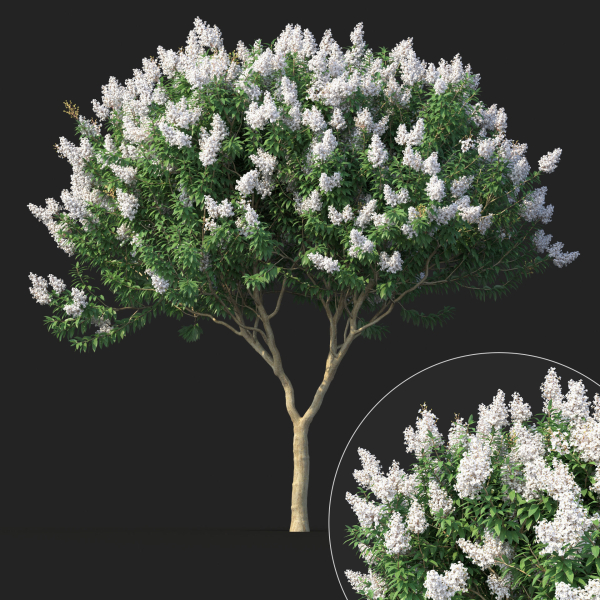 Crape myrtle No 1 with white flowers