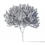 Crape myrtle No 1 with white flowers