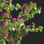 Crataegus x media Pauls Scarlet trees