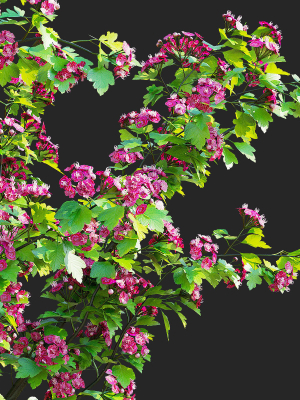 crataegus-x-media-pauls-scarlet-trees-3d-model-0874930022