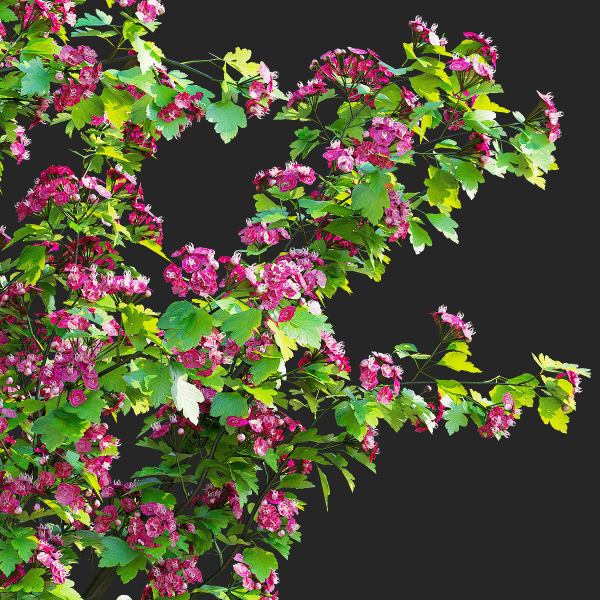 Crataegus x media Pauls Scarlet trees