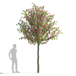 Crataegus x media Pauls Scarlet trees
