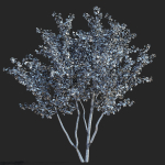 Crataegus x media Pauls Scarlet trees