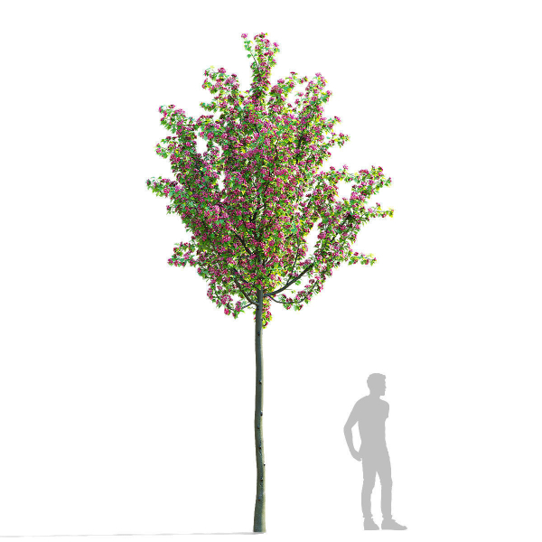 Crataegus x media Pauls Scarlet trees