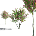 Crataegus x media Pauls Scarlet trees