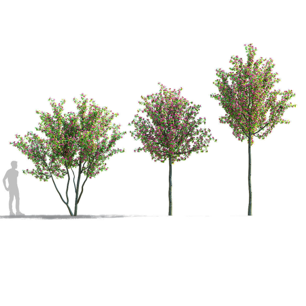 Crataegus x media Pauls Scarlet trees