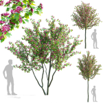 Crataegus x media Pauls Scarlet trees