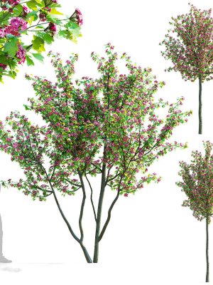 Crataegus x media Pauls Scarlet trees